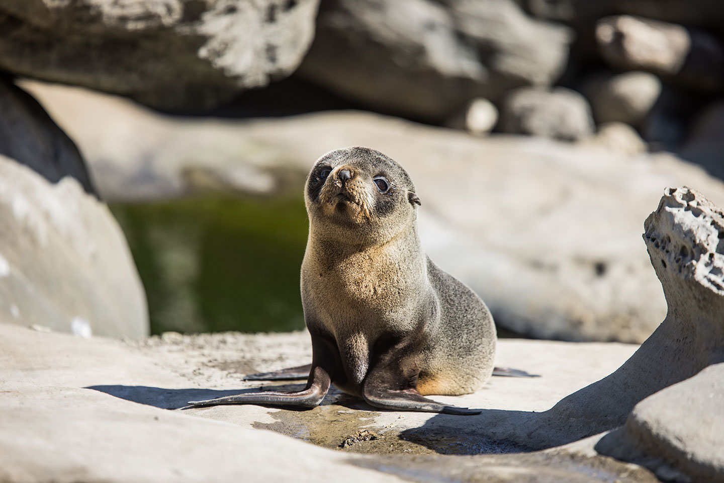 Cape Palliser Fur seal pup at Cape Palliser, New Zealand
