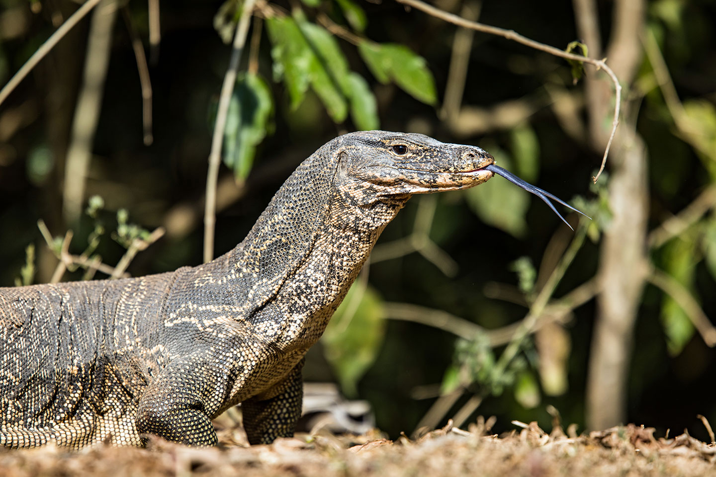 Kaeng Krachan National Park Monitor lizard at Kaeng Krachan National Park