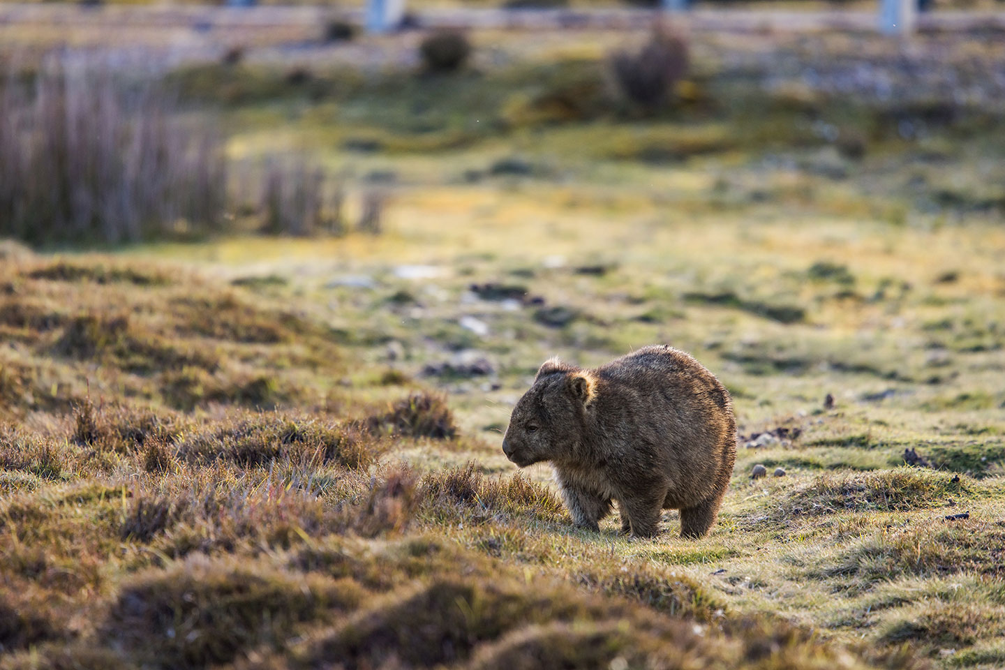 Cradle Mountain National Park, Tasmania Wombat searching for food at Ronny Creek, Tasmania