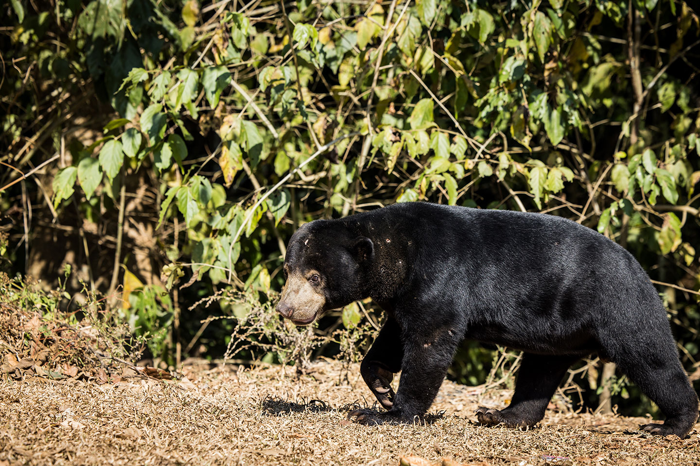 Kaeng Krachan National Park Malaysian sun bear at Kaeng Krachan National Park