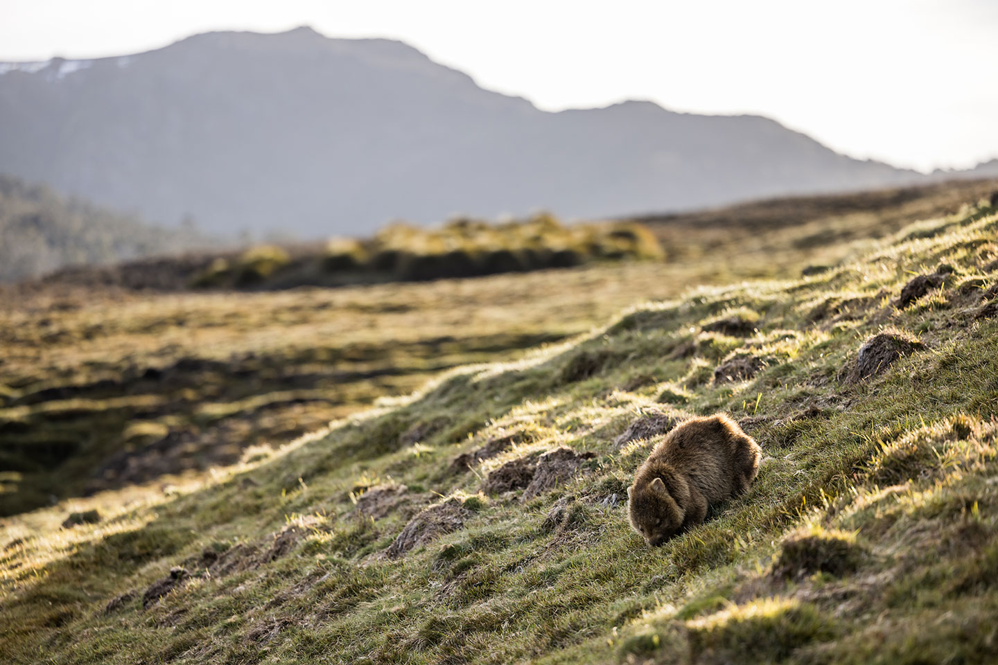 Cradle Mountain National Park, Tasmania Wombat feeding on the grassy slopes of Cradle Mountain National Park, Tasmania