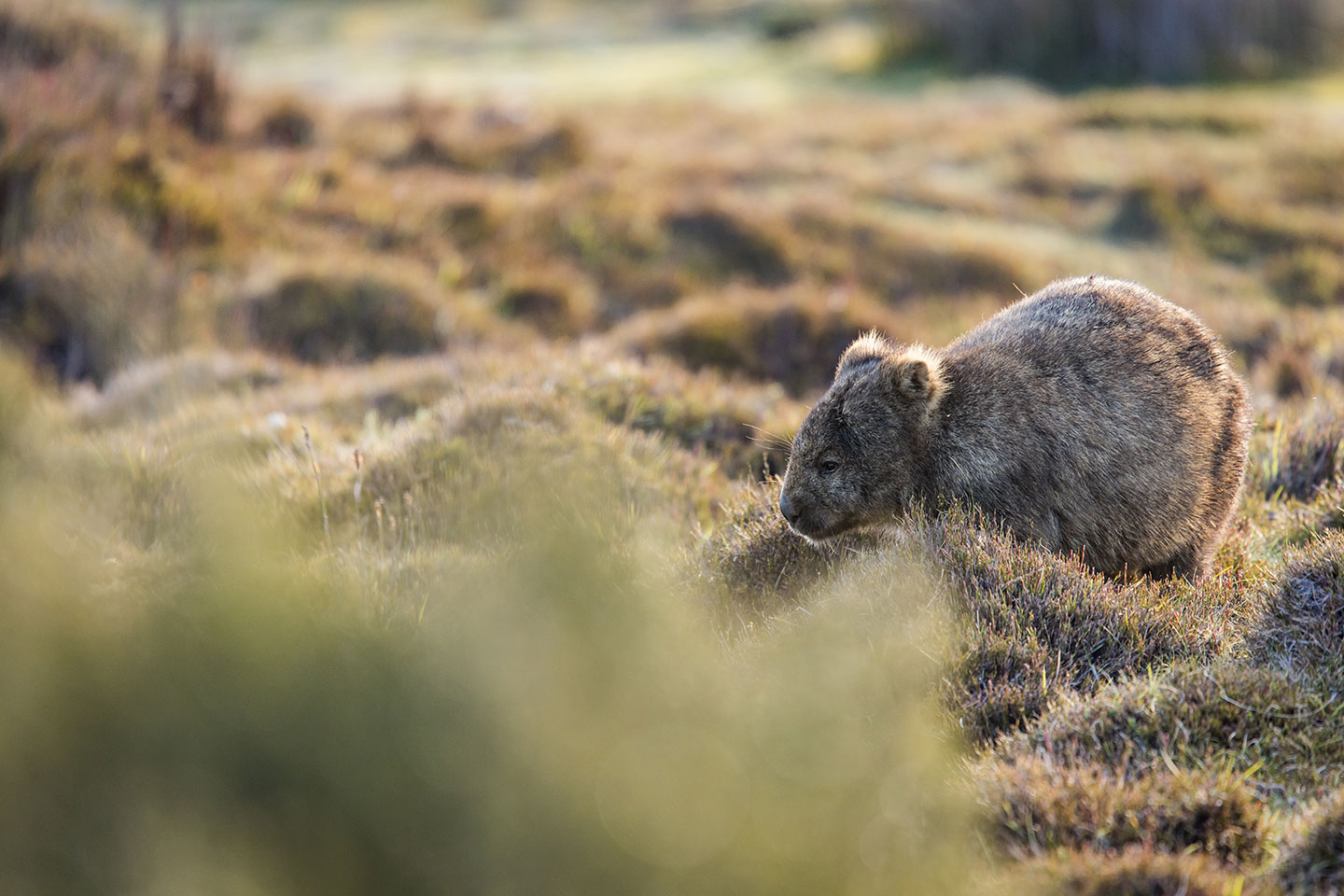 Cradle Mountain National Park, Tasmania Wombat in Tasmania at Ronny Creek