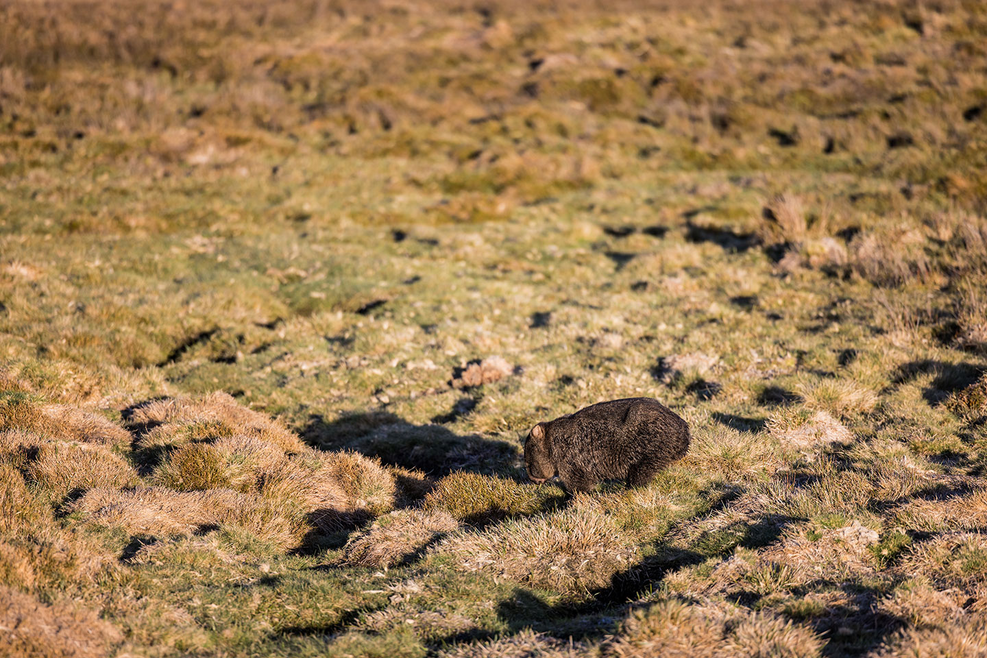 Cradle Mountain National Park, Tasmania Wombat in the grasslands of Cradle Mountain National Park, Tasmania