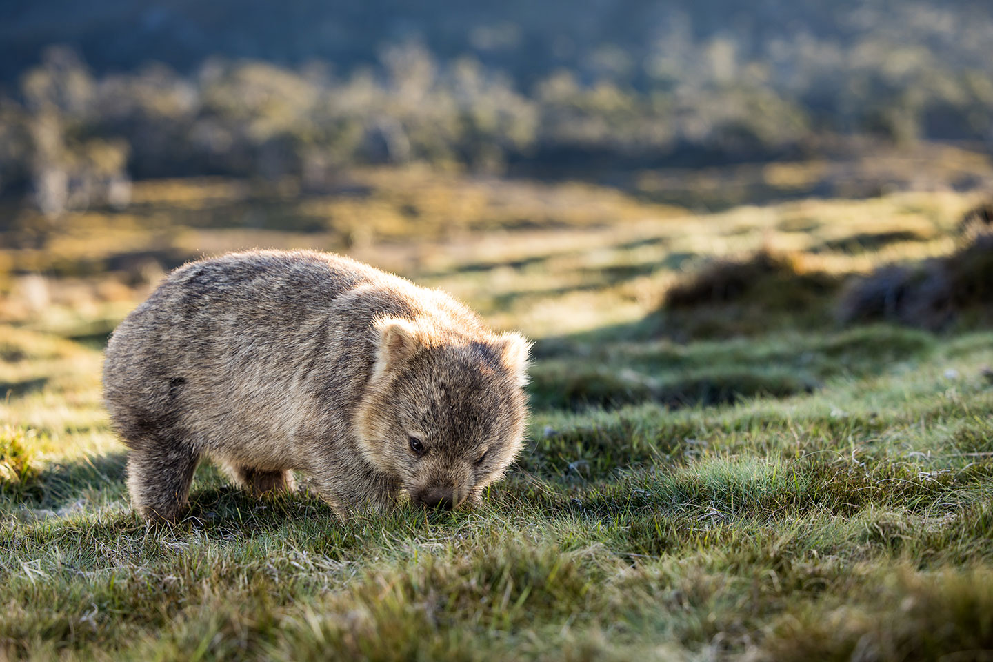 Cradle Mountain National Park, Tasmania Wombat eating grass in Cradle Mountain National Park, Tasmania
