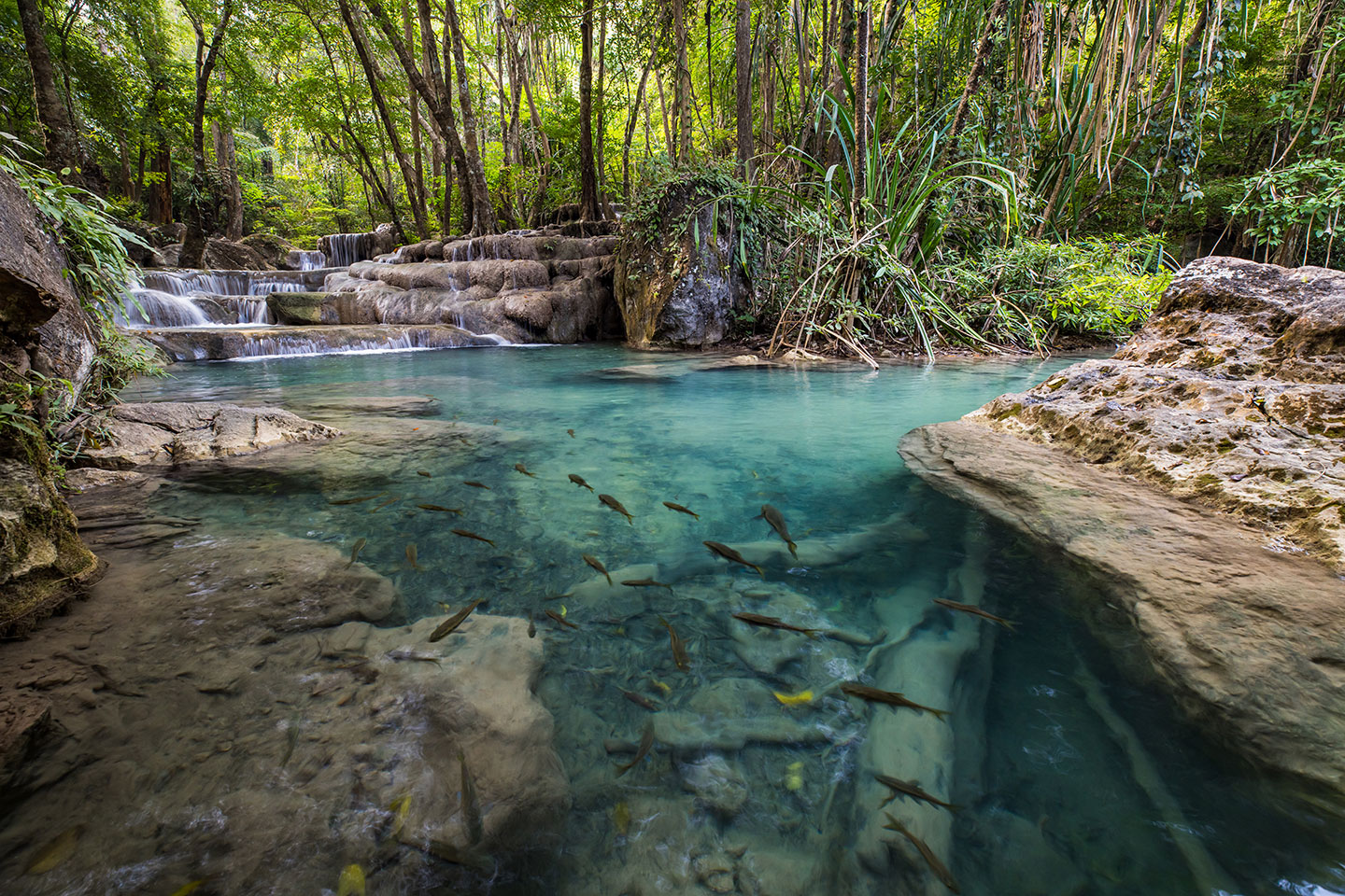 Erawan Falls Fish swimming in the clear waters of Erawan Falls