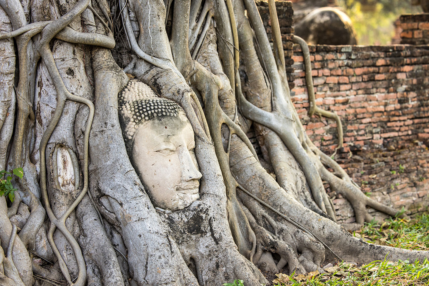 Wat Mahathat Stone buddha head stuck in bodi tree in Wat Mahathat, Ayutthaya, Thailand