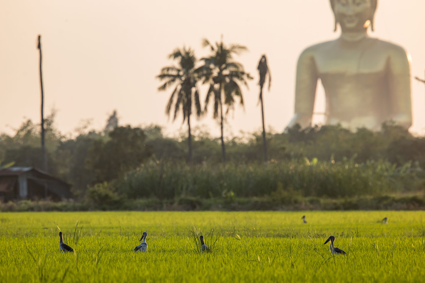 Wat Muang Thailand's biggest buddha statue at Wat Muang