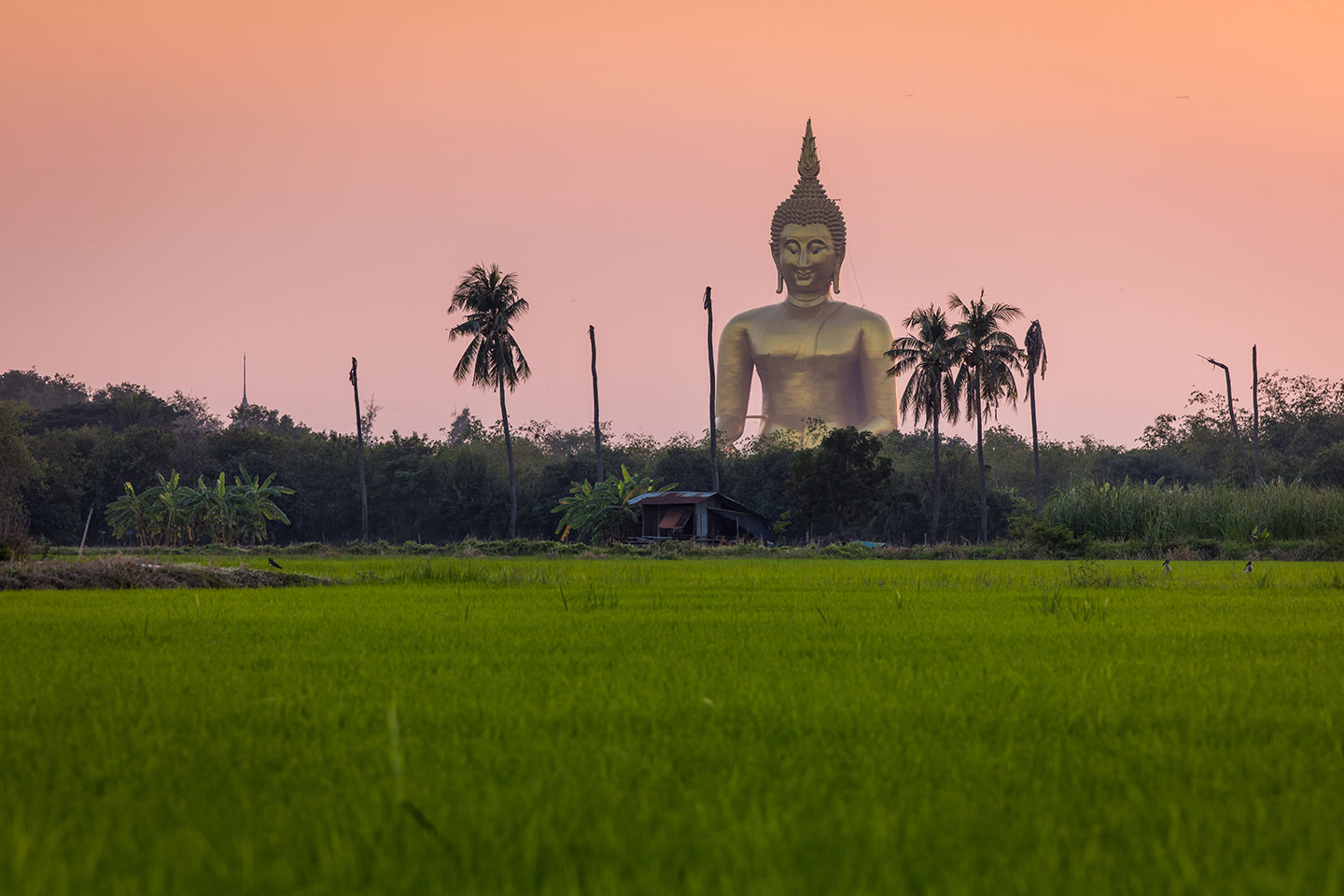 Wat Muang Giant golden buddha of Wat Muang